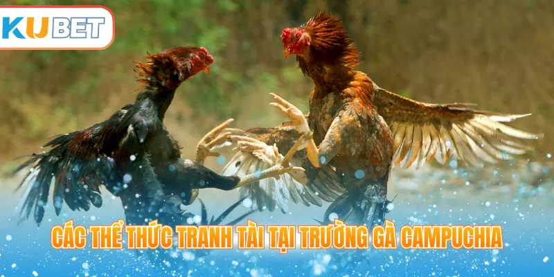 Các thể thức tranh tài tại trường gà Campuchia